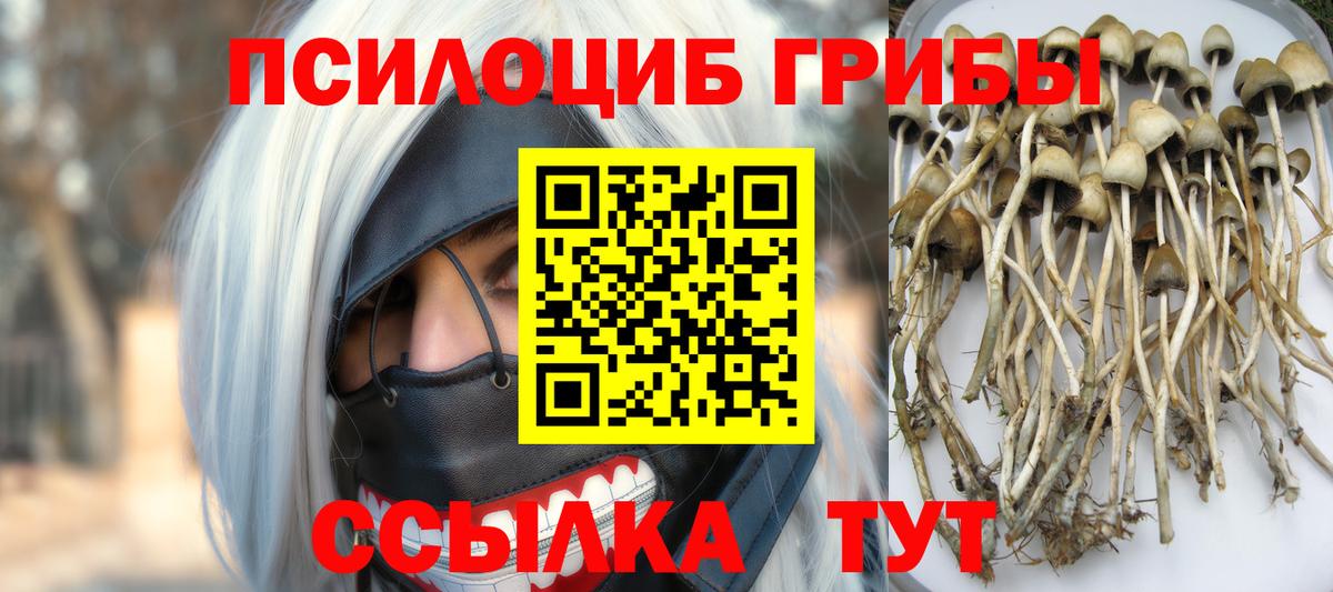 Вышний Волочёк  Псилоцибиновые грибы мухоморы  Вход с VPN 
